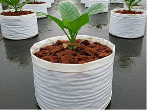 Open Top Grow Bag